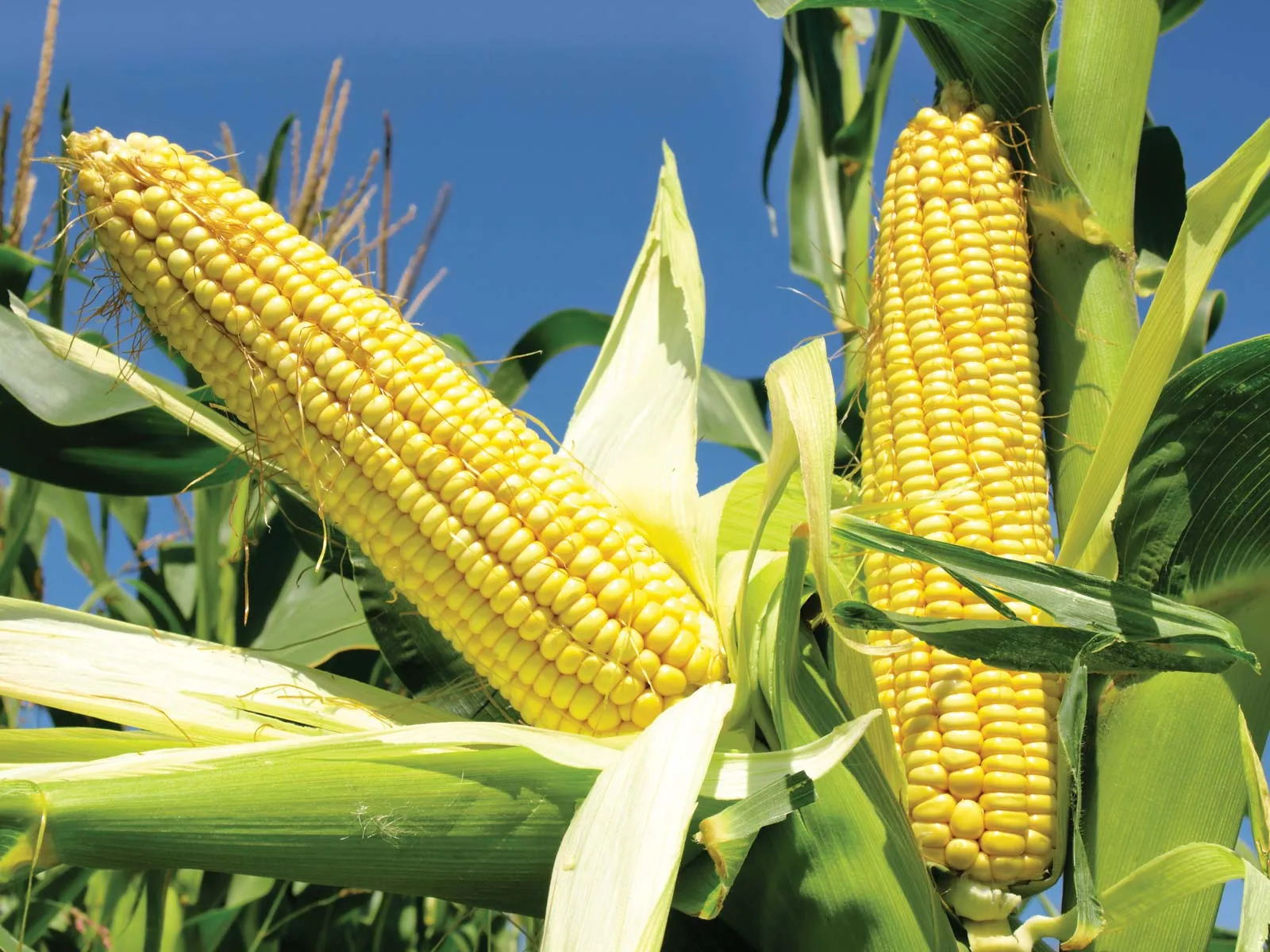 Maize Grains