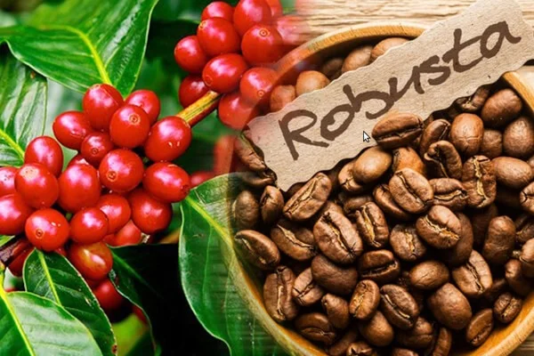 Robusta FAQ Coffee