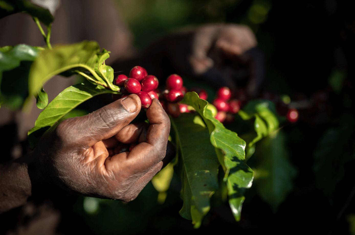Coffee Sourcing