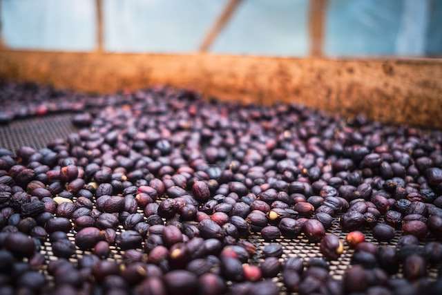 Coffee Processing